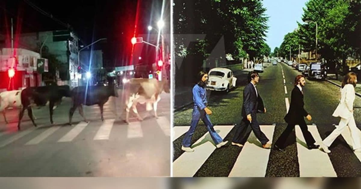 Amargosa: Vacas atravessam 'faixa' e lembram capa dos Beatles