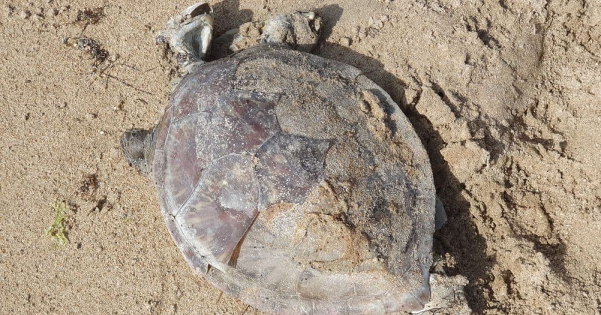 Vera Cruz: Tartaruga é encontrada morta na praia de Barra do Pote