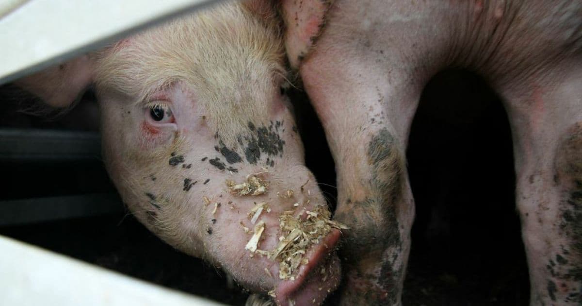 Porto Seguro: Caminhão com carga de porcos é alvo de roubo