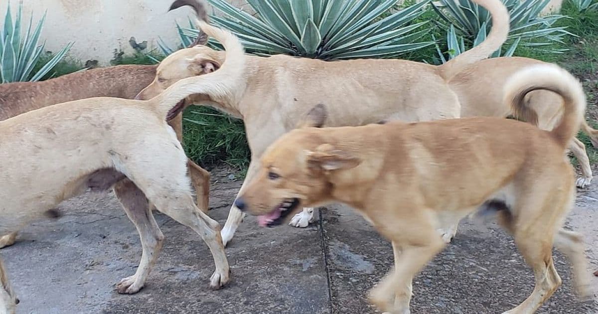Patrulha canina: Vira-latas assustam e atacam pessoas na praia de Itacimirim
