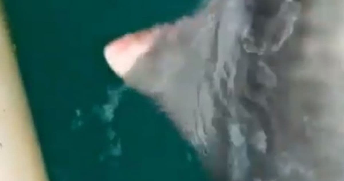 Porto Seguro: Pescador joga rede e é surpreendido como tubarão de 120 kg