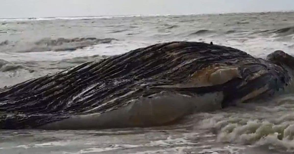 Baleia jubarte é encontrada morta em praia de Alcobaça no sul da Bahia