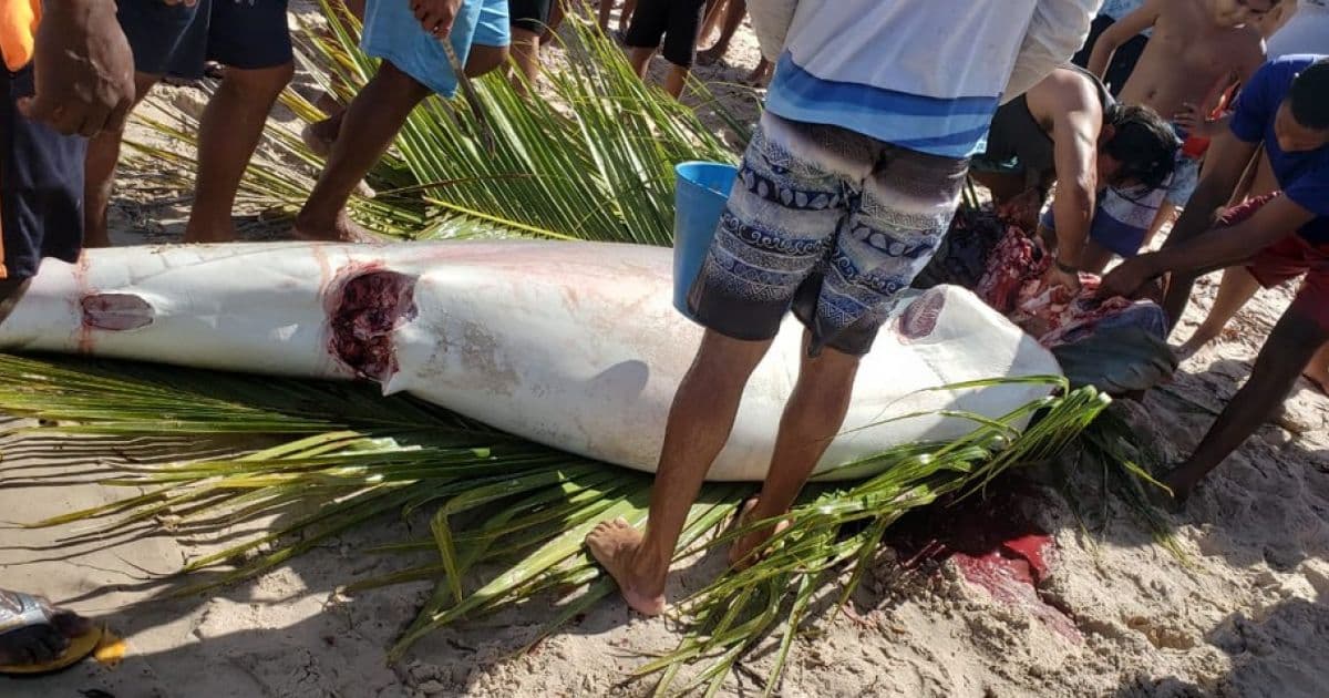 Ituberá: Tubarão com 300 kg é encontrado morto em praia e pescadores repartem peixe