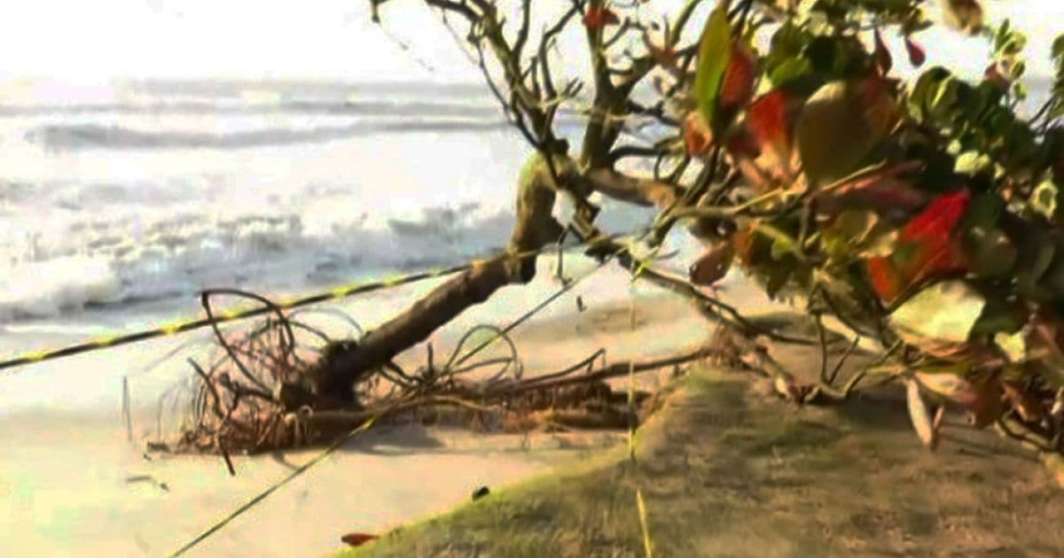 Ilhéus: Força da maré danifica barraca e derruba árvore em praia