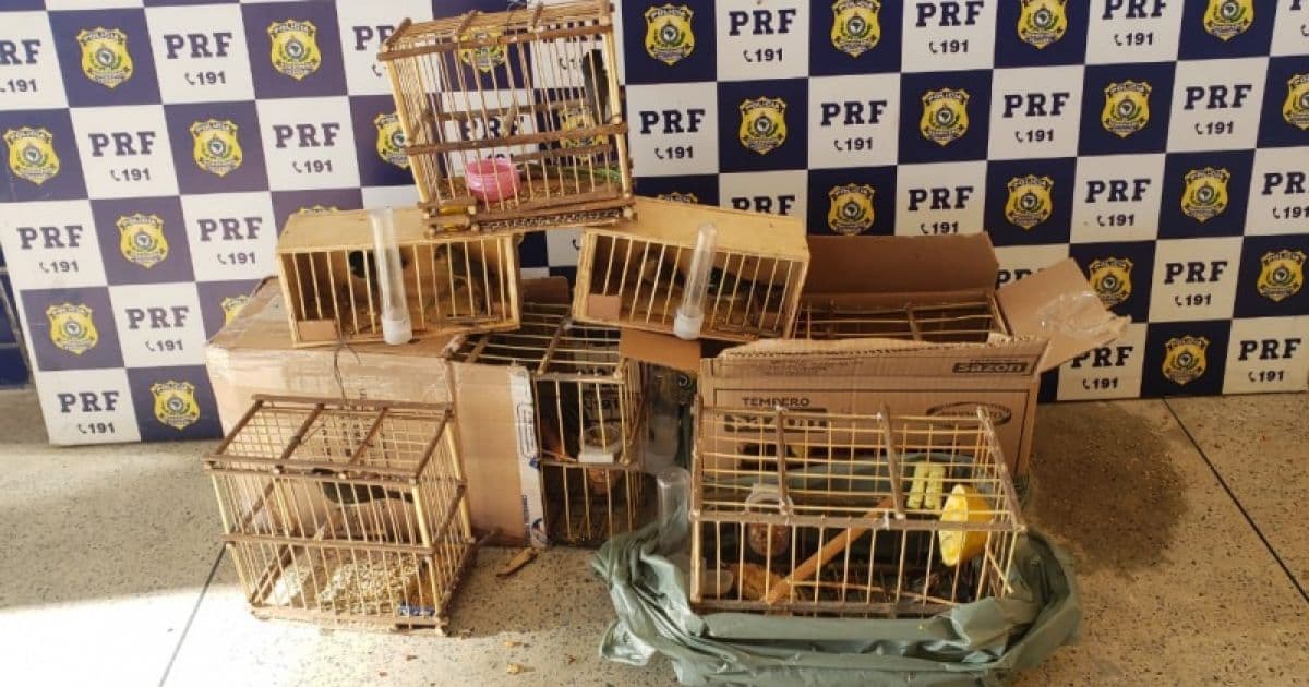 Vitória da Conquista: PRF resgata pássaros transportados irregularmente em ônibus