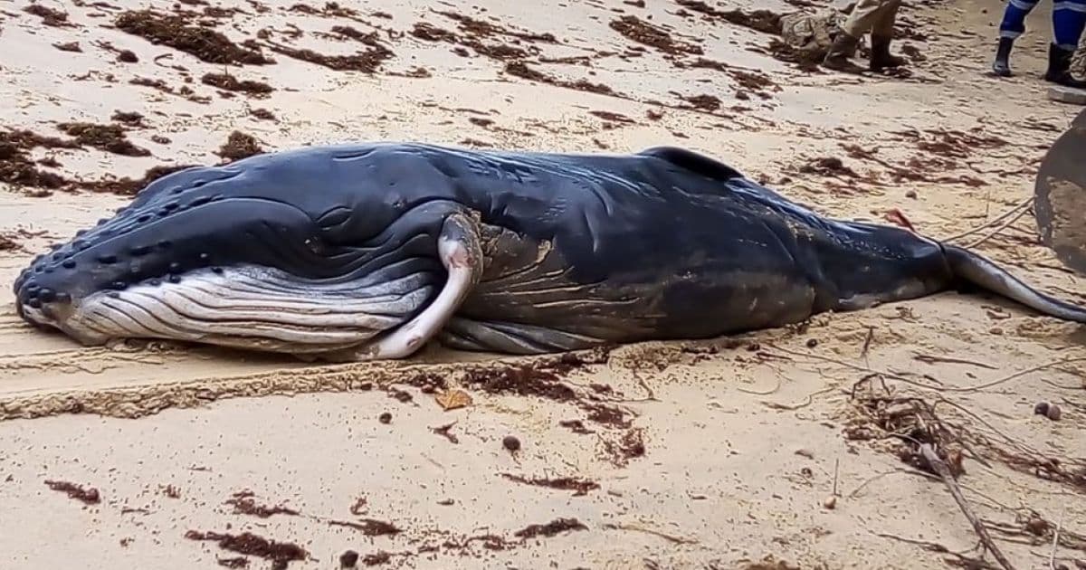 Porto Seguro: Filhote de jubarte com quase 4 metros é achado morto em praia 
