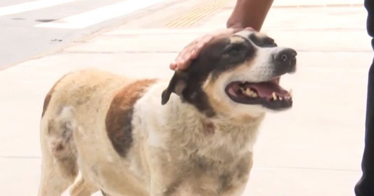 Feira: Cachorro vira mascote de hospital após ficar quase 3 anos na espera de dono