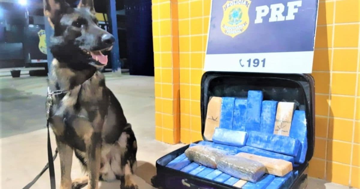 Barreiras: PRF-BA prende três com quase 22 kg de maconha; ação contou com cães farejadores