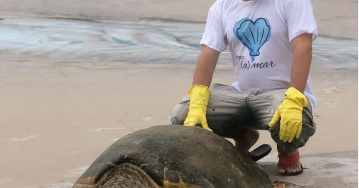 Ilhéus: Tartaruga com 1,3 metro e mais de 80 kg é resgatada após encalhe em praia