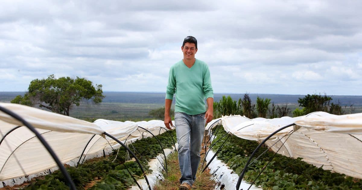 Morro do Chapéu: Ex-assessor de Zó se dividia entre cargo na AL-BA e produção de morangos