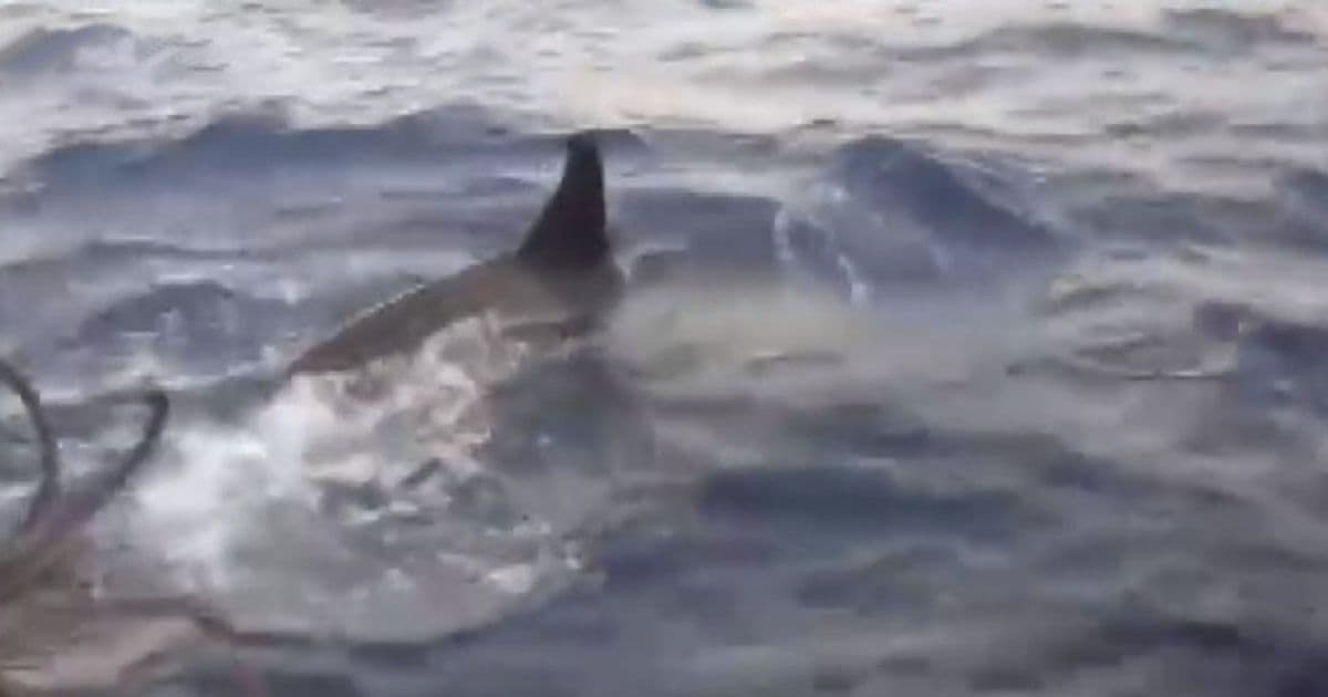 Orcas cercam barco de pescadores em Itacimirim; 'não atacam humanos', diz biólogo