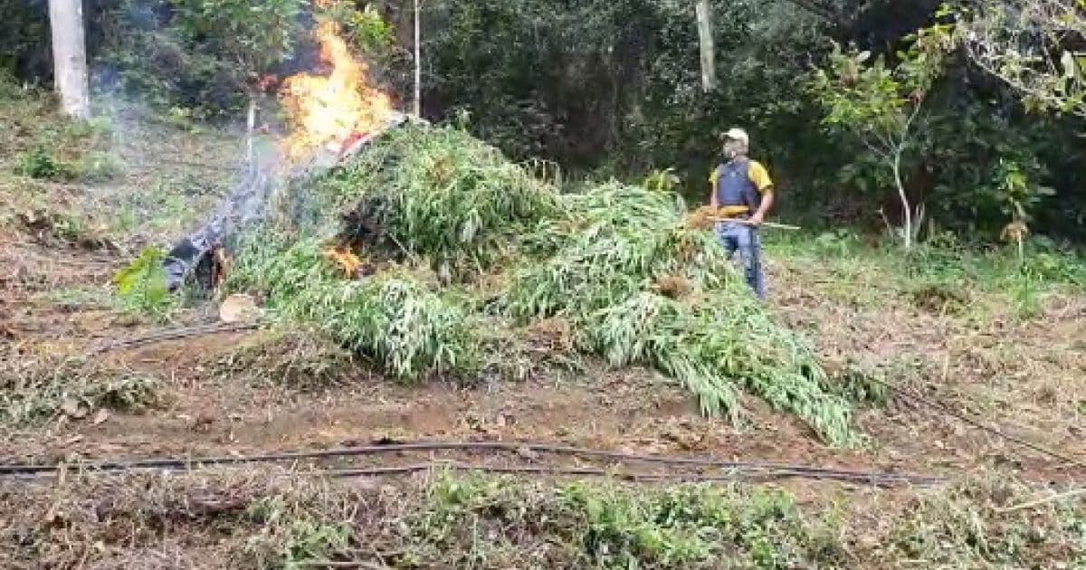 Ibirataia: Ação prende 6 homens em plantação com 3,5 mil pés de maconha