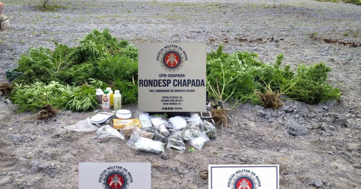 Polícia localiza plantação de maconha na zona rural de Mucugê