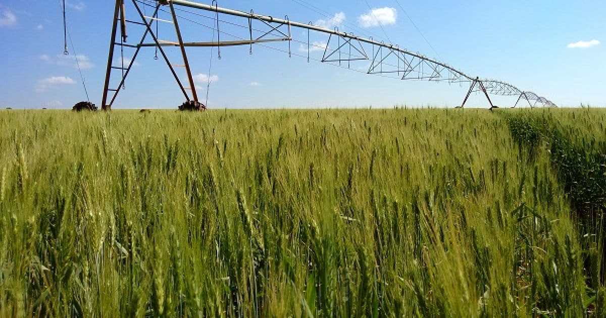 Área plantada com trigo na Bahia pode alcançar 20 mil hectares nos próximos anos