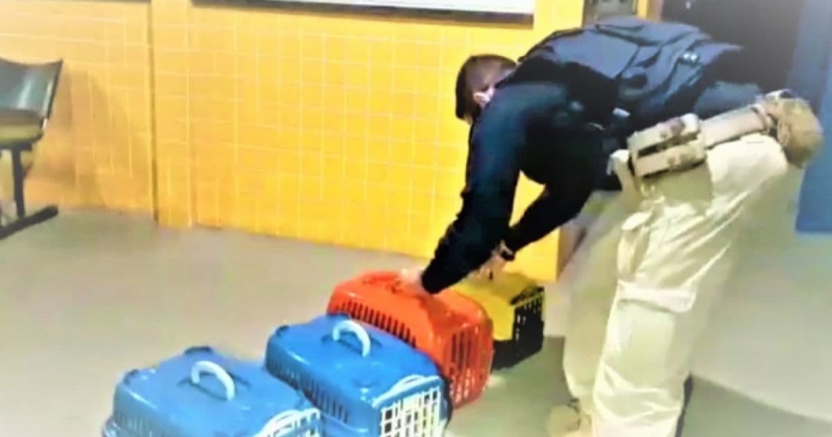 Cães em situação de maus-tratos são resgatados em bagageiro de ônibus no oeste baiano 