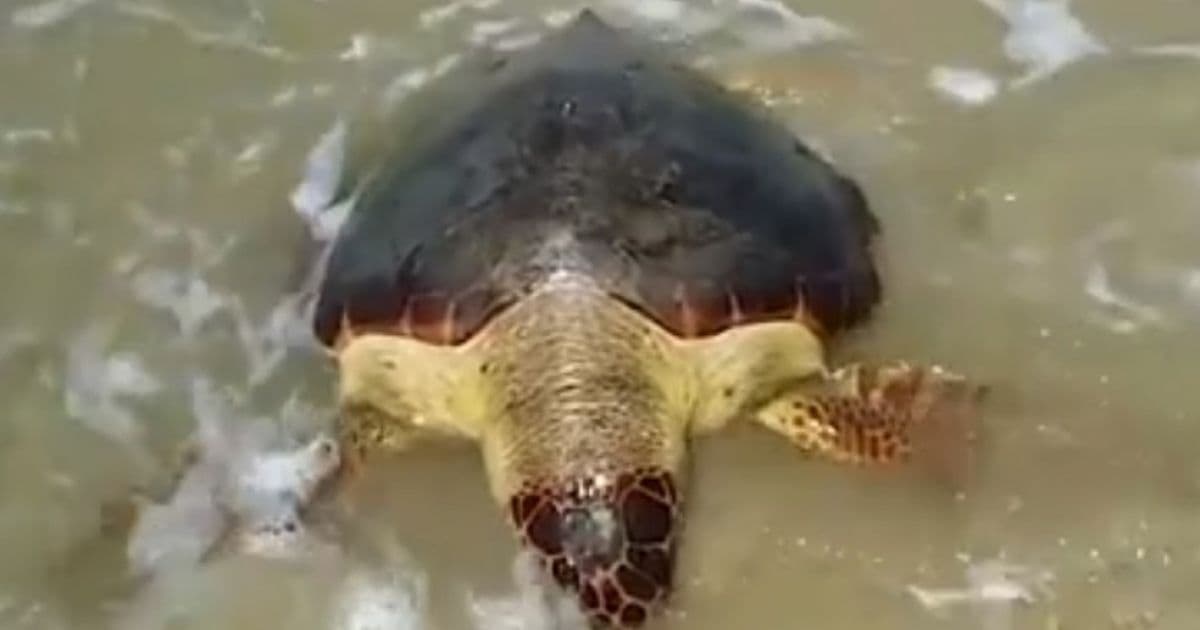 Mais de 150 tartarugas em idade reprodutiva já morreram em 2020 no sul da Bahia