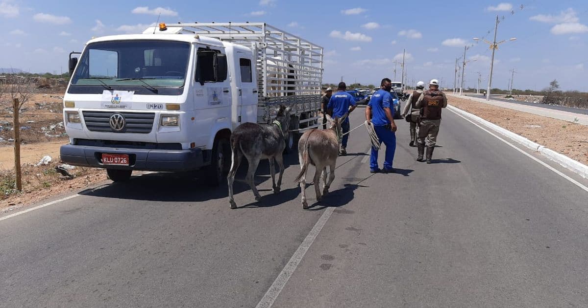 Juazeiro: Batalhão rodoviário lança projeto para evitar animais em pistas 