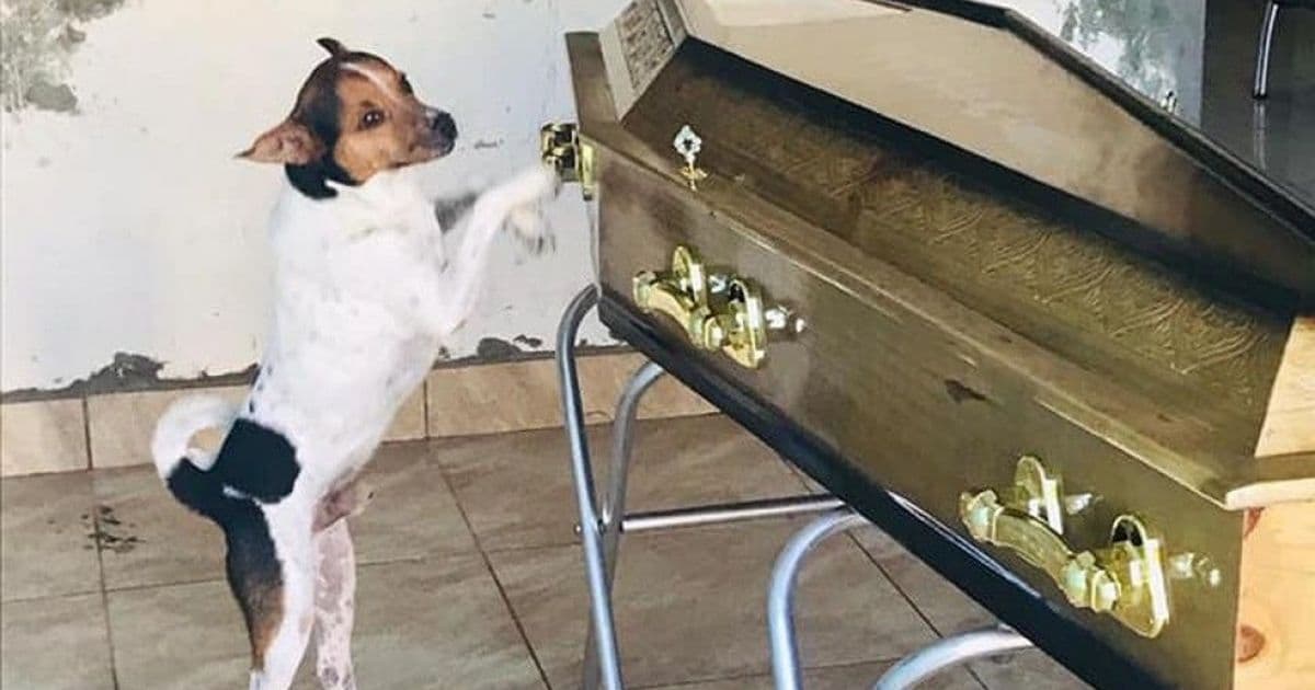 Camaçari: Cachorro chora em velório de dona e comove presentes