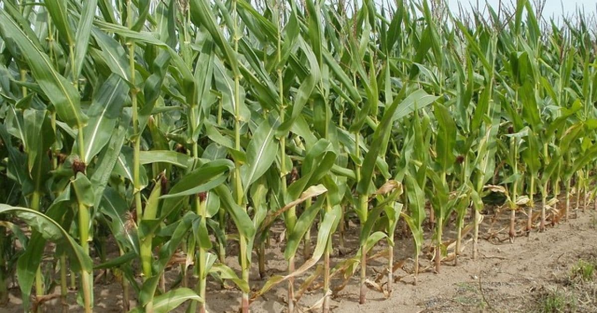 Feira: Agricultores esperam maior volume de chuva para garantir produção