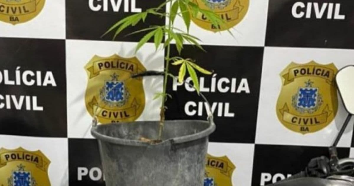 Porto Seguro: Jovem é preso com maconha cultivada em caqueiro