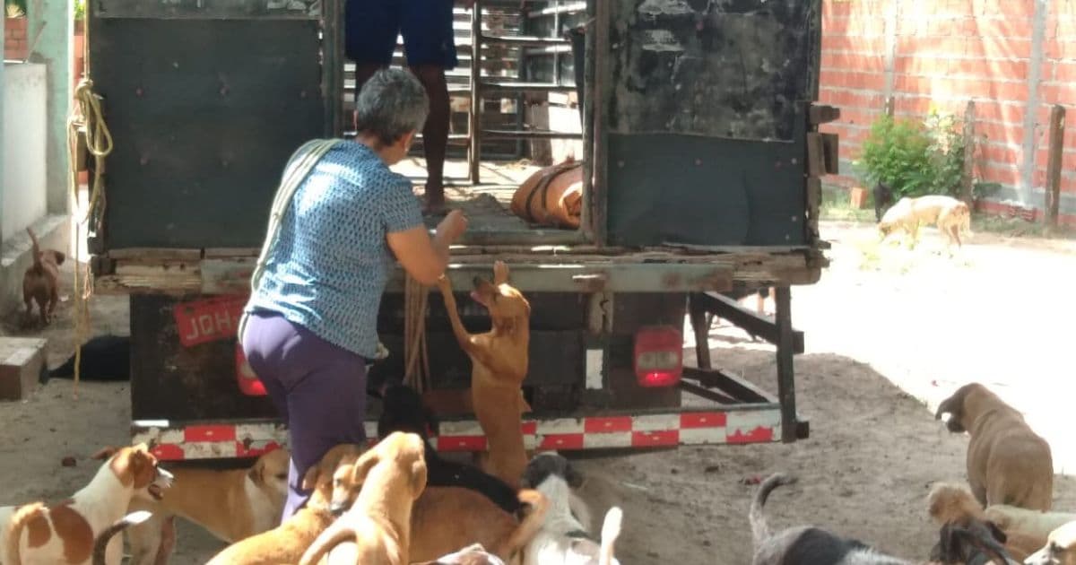 Simões Filho: Associação com mais de 460 animais sofre com falta de ração e alojamentos 