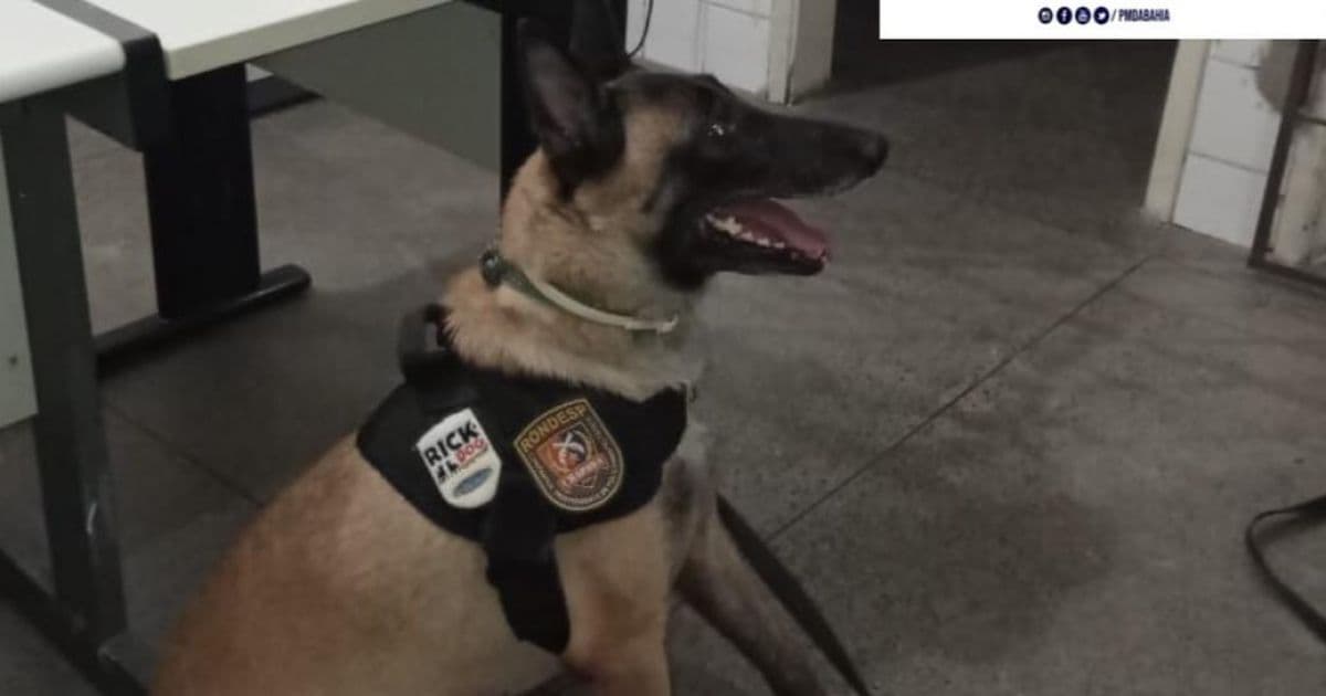 Itaberaba: 'Policial canina' ajuda PMs a descobrir maconha em caminhão
