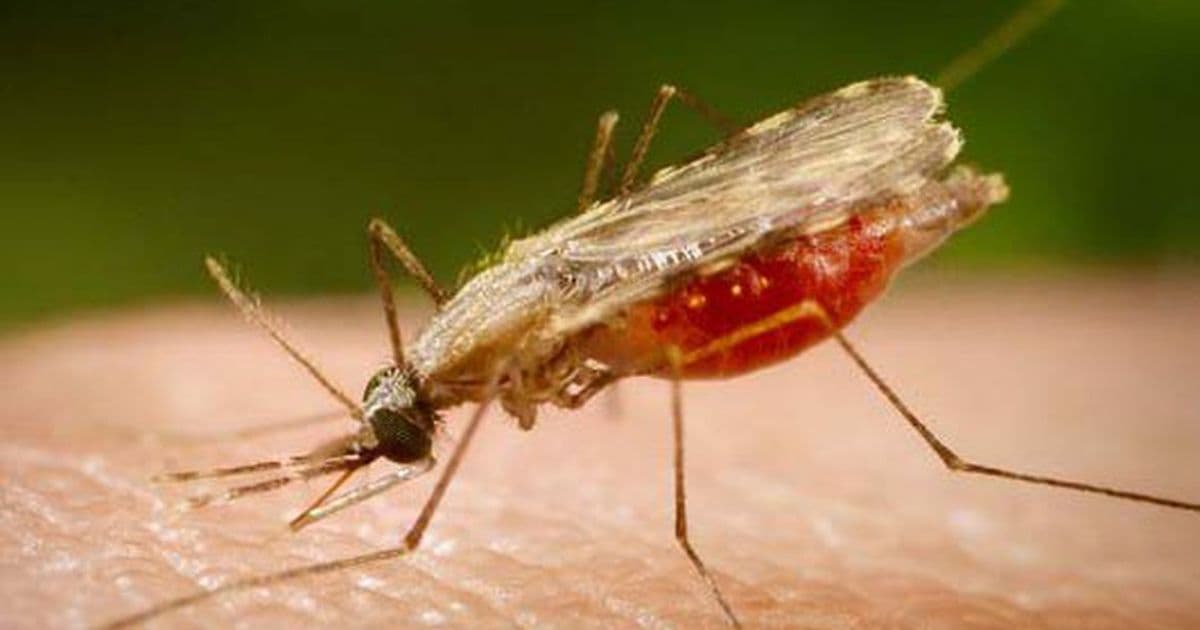 Itabela: Casos de malária sobem para 52; secretaria envia mosquiteiros especiais