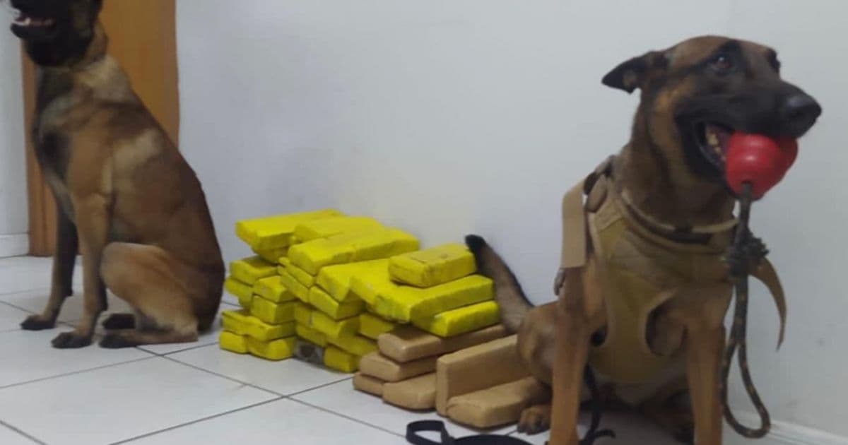 Araci: 42 tabletes de maconha são apreendidos com a ajuda de cães farejadores 