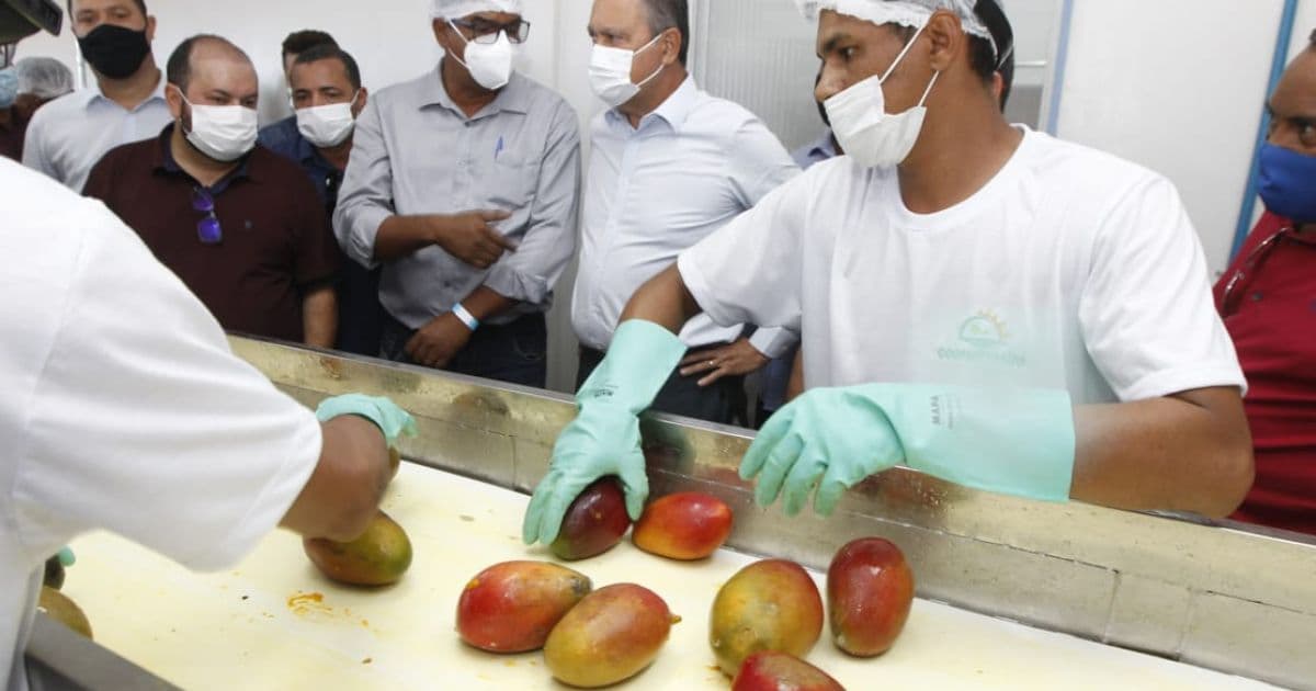 Após requalificação, agroindústria de Sobradinho deve processar 2 mil t de frutas ao ano