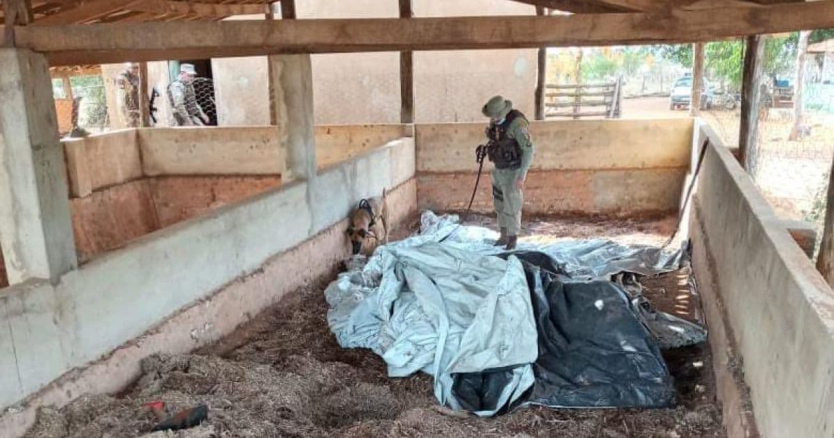 Oliveira dos Brejinhos: Polícia descobre bunkers que escondiam 8 toneladas de maconha