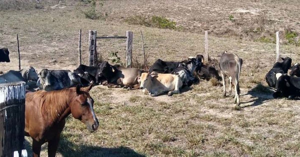 Itapetinga: Polícia recupera animais furtados avaliados em mais de R$ 100 mil