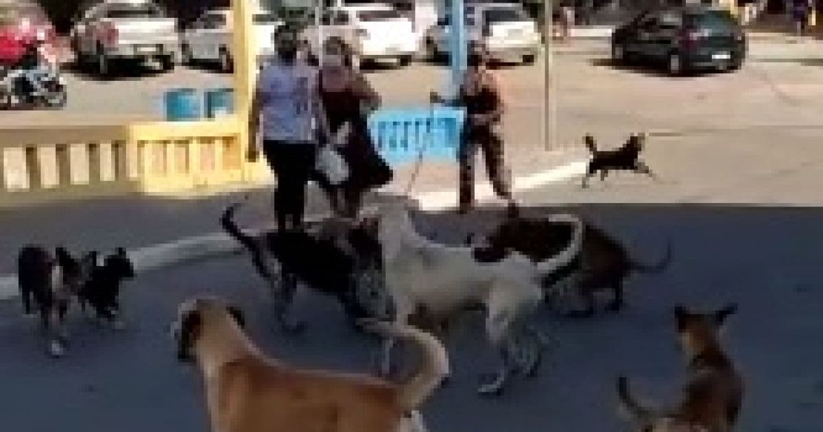 Jacobina: Cães sem dono tomam praça e imagem repercute nas redes sociais