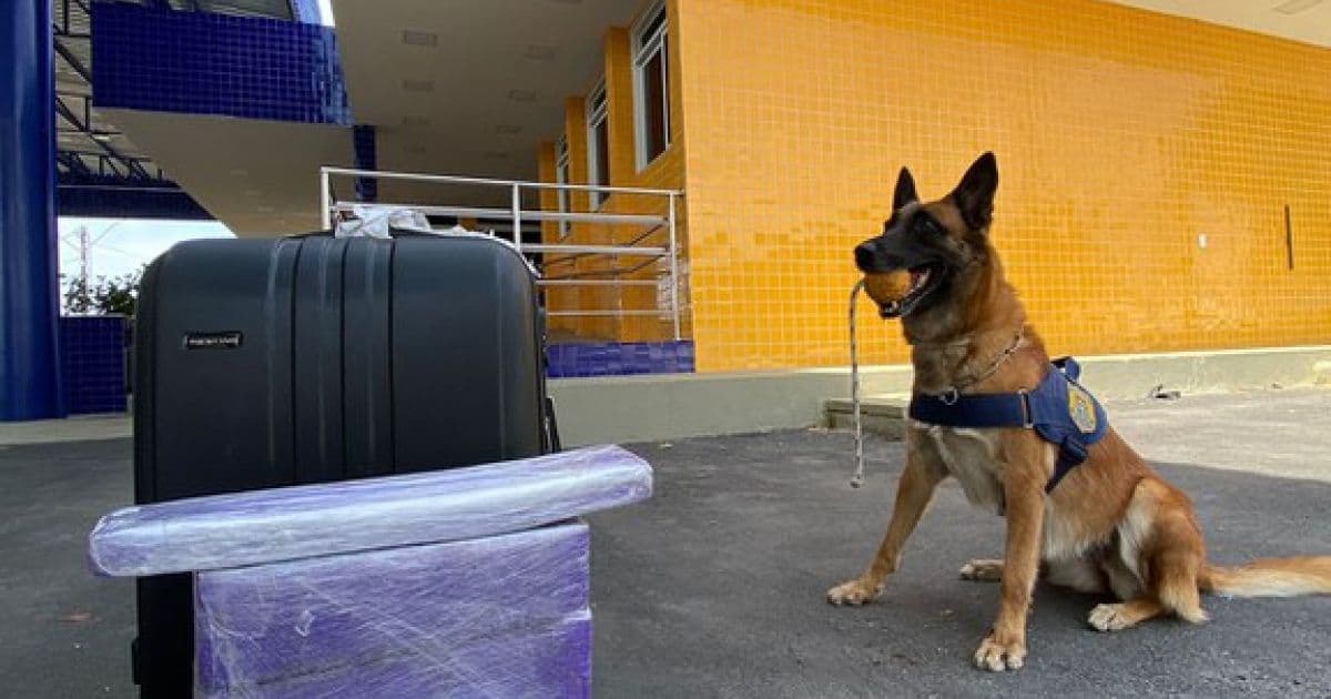 Conquista: Com ajuda de cão farejador, PRF encontra maconha levada em ônibus