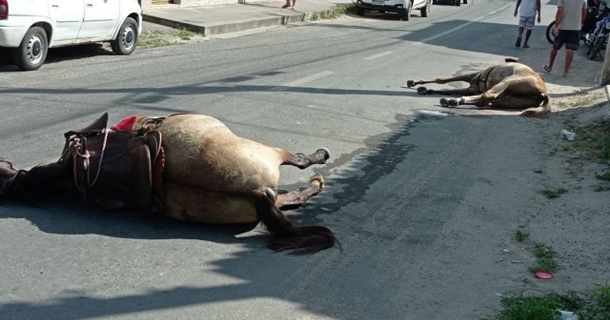 Feira: Cavalo e éguas morrem após ataque a tiros; homem montado também foi atingido