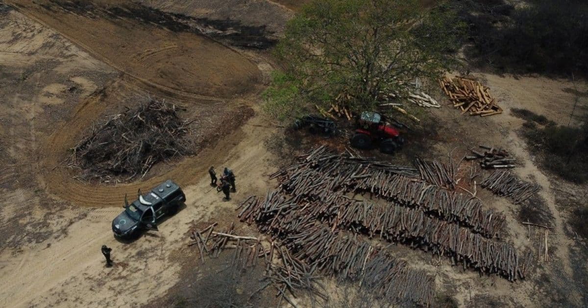 Operação constata desmatamento ilegal em cerca de 589 hectares na Bahia 