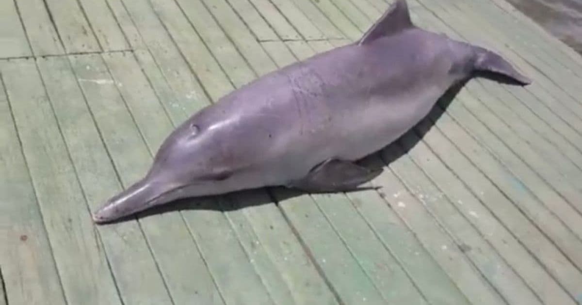 Porto Seguro: Golfinho é encontrado boiando morto no Rio Buranhém