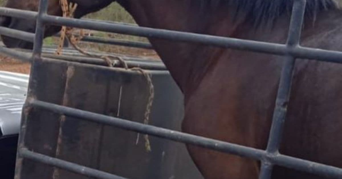 João Dourado: Cavalo mangalarga é recuperado após ser furtado em cavalgada