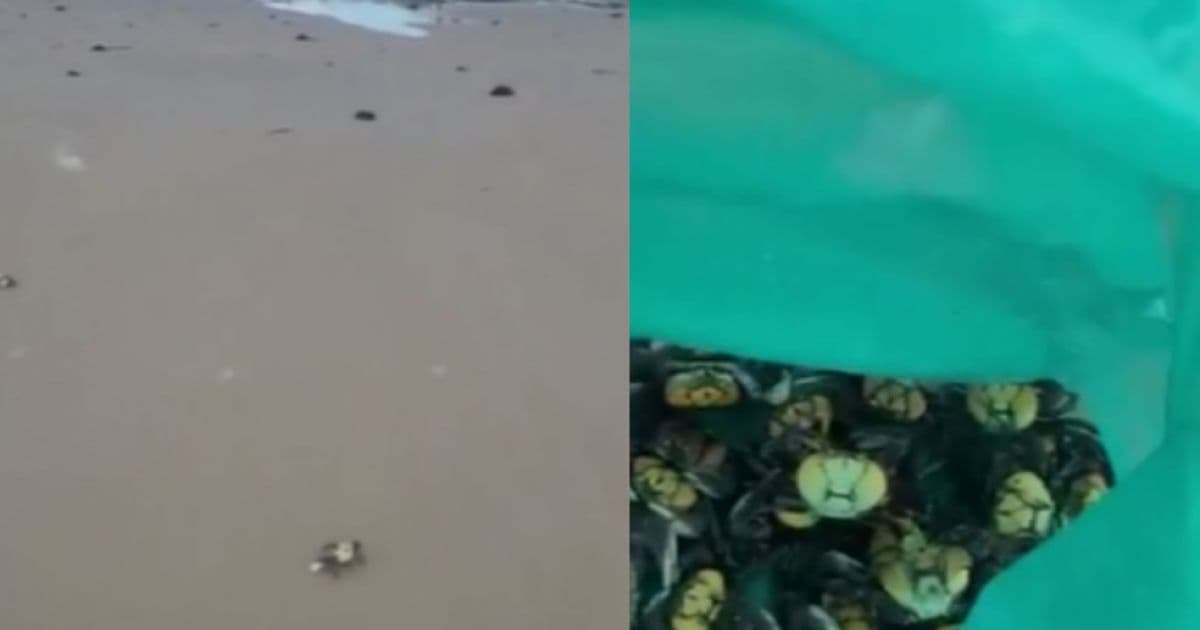 Ilhéus: Caranguejos aparecem em praias após fase de enchentes