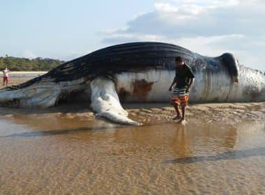 Prado: Baleia Jubarte com 15 metros é encontrada morta em praia