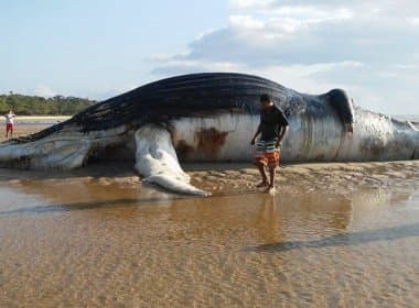 Prado: Após cinco dias de encalhe, baleia aguarda remoção em praia