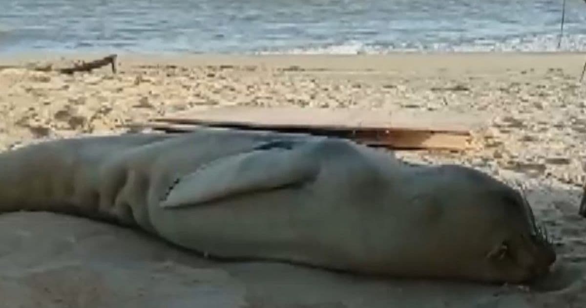 Nova Viçosa: Elefante-marinho debilitado e abaixo do peso é resgatado em ilha