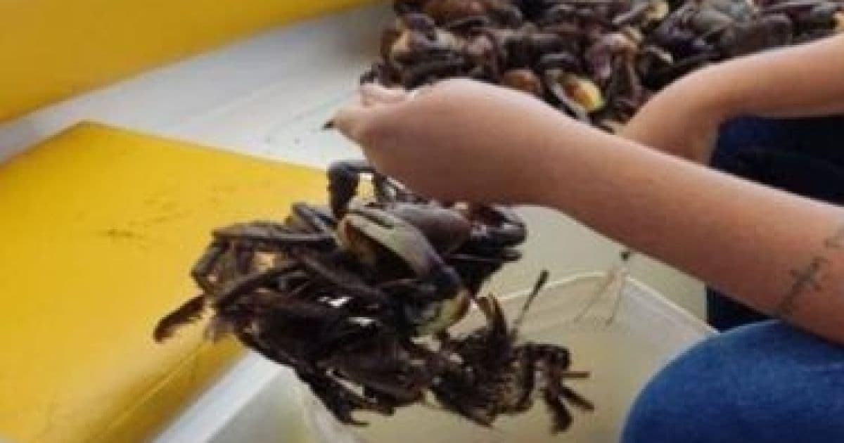 Camamu: PM liberta mais de 6 mil caranguejos de cativeiros ilegais
