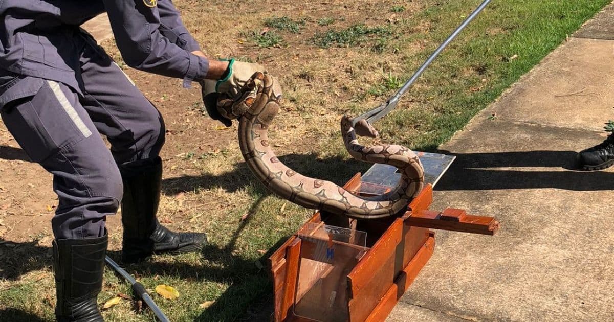 Barreiras: Cobra de 1,5 metro é resgatada após aparecer em residencial