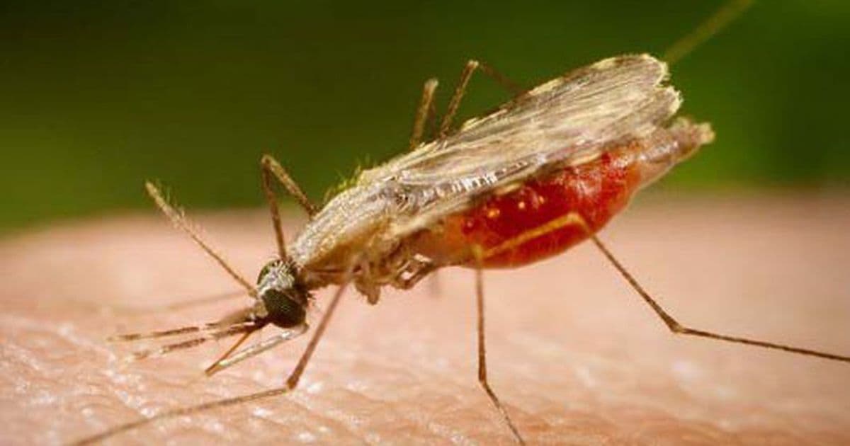 Após surto no sul do estado em 2021, Bahia não teve caso interno de malária em 2022