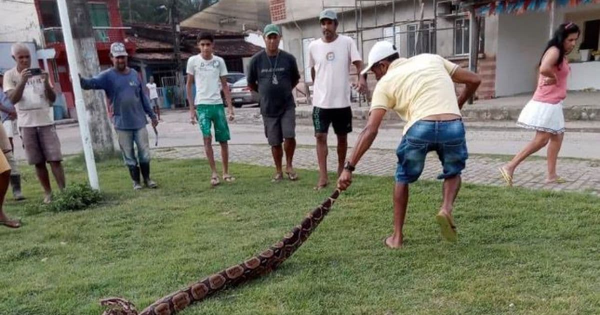Ilhéus: Cobra de quase três metros é encontrada na rua por moradores