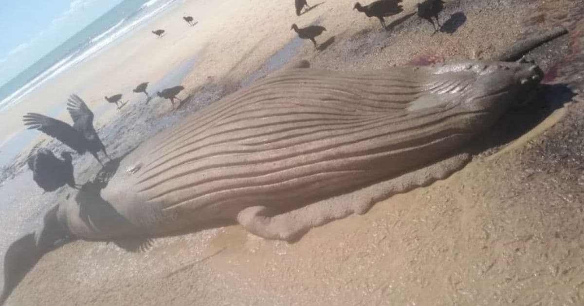 Prado: Filhote de baleia é encontrado morto em praia
