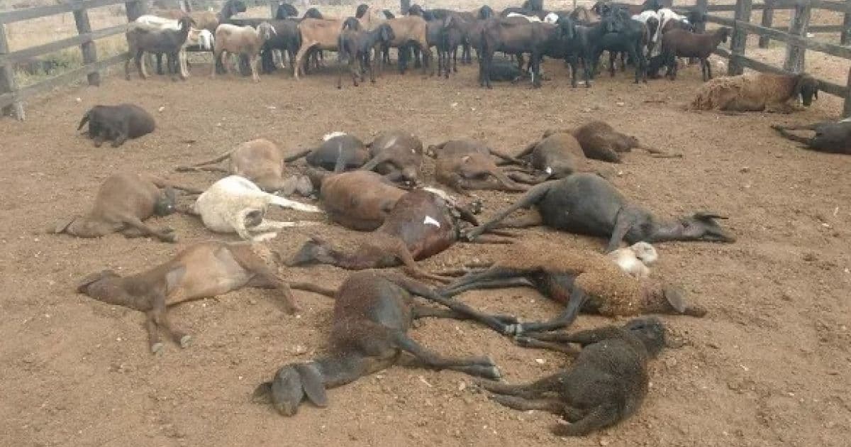 Criadores de caprinos e ovinos do Sisal cobram ações contra ataque de cães 