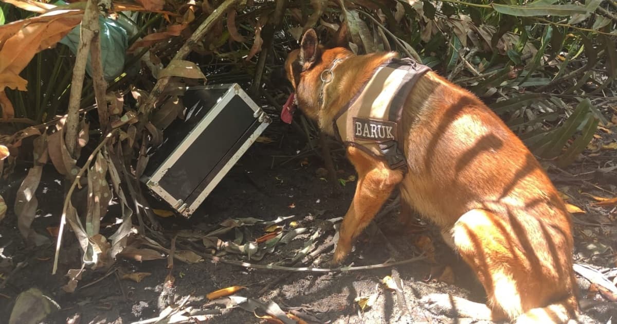 Cão farejador localiza rifle com mira telescópia e silenciador em manguezal de Porto Seguro