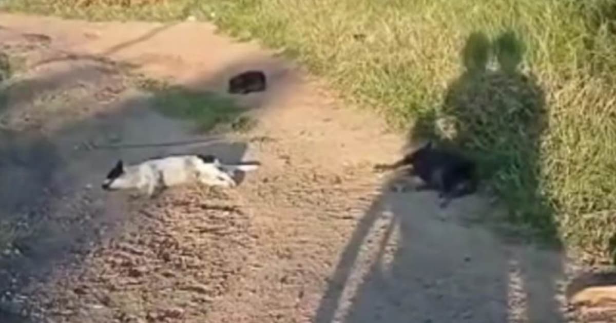 cães achados mortos à beira de estrada em jacobina