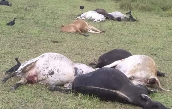Fio de alta tensão cai em árvore e deixa mais de 10 vacas mortas no Sul baiano